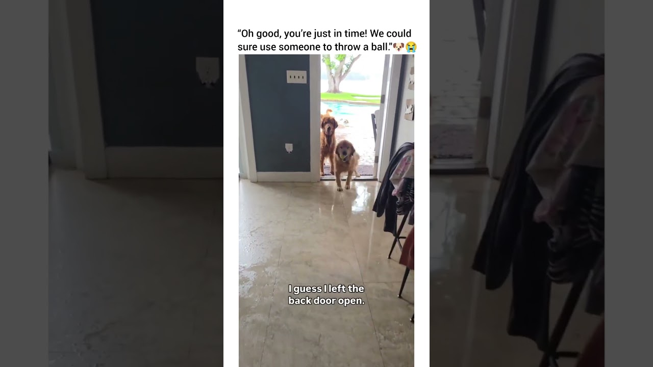 They are gonna need a ham sandwich with doritos stat 😂😂 #dog #dogshorts #dogsofyoutube #dogsvideo