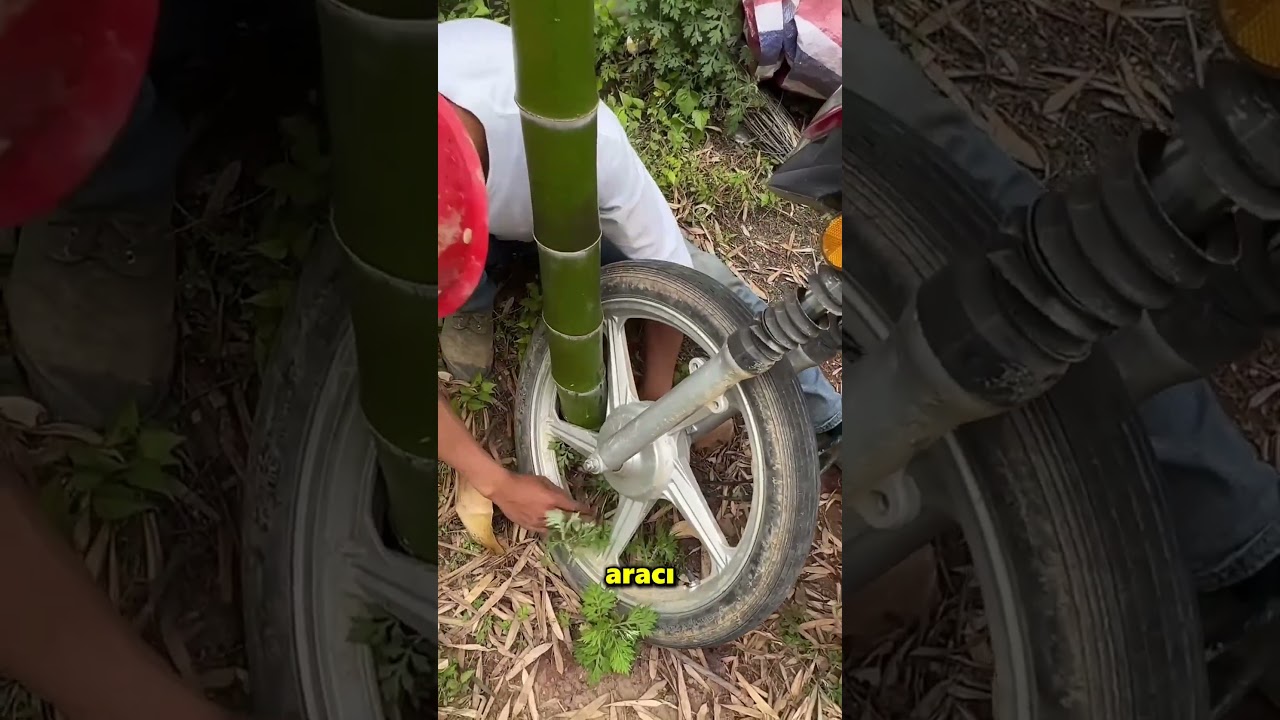 Motosiklet Tekerleğinin İçinden Dev Bir Bambu Büyümüş 😲
