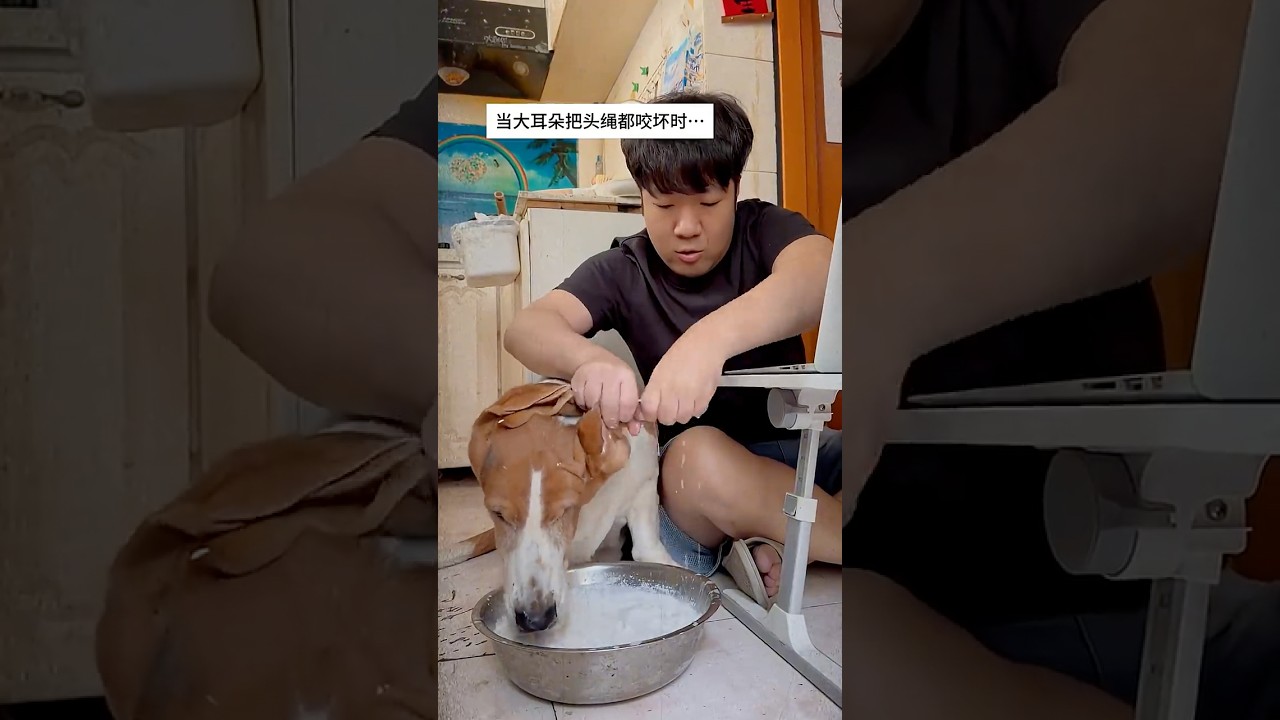 Köpeğimin kulaklarını resmen çitiledik😱                                    #animals #pets #köpek