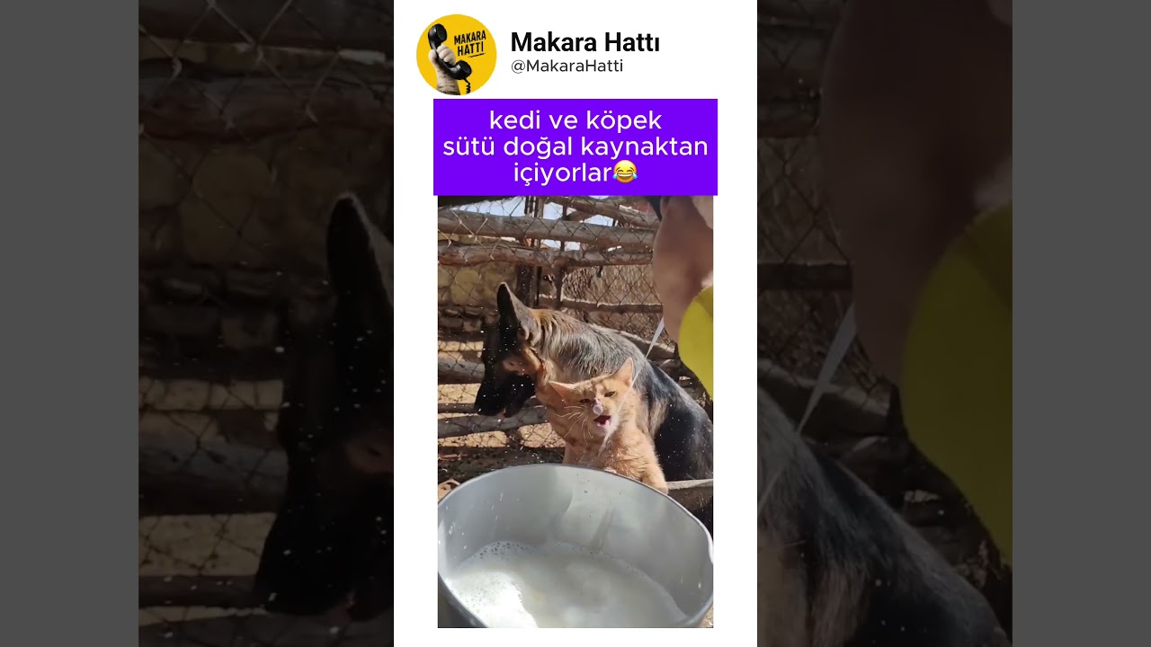 kedi inekten süt içiyor