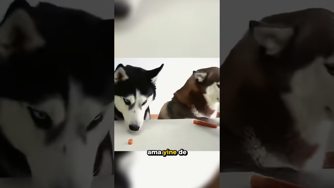 Husky Köpeklere Yapılan İlginç Test