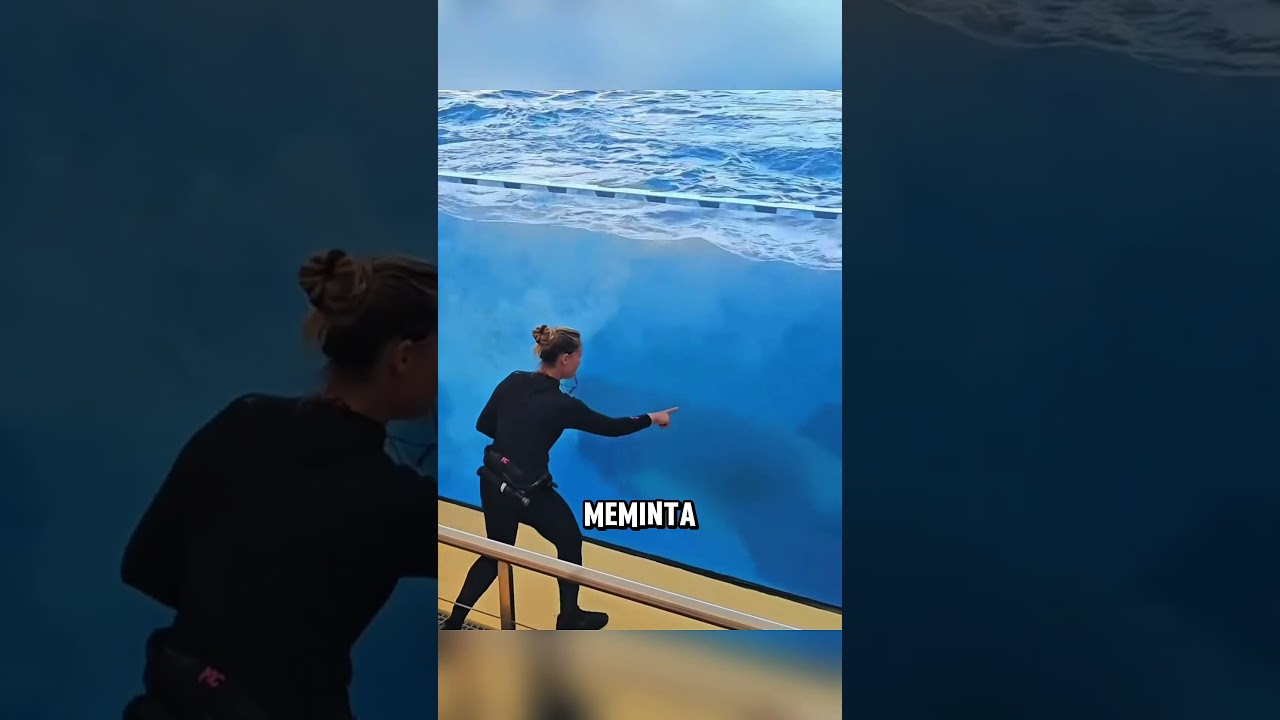 Paus Orca ini memberi kejutan kepada semua orang ❤️