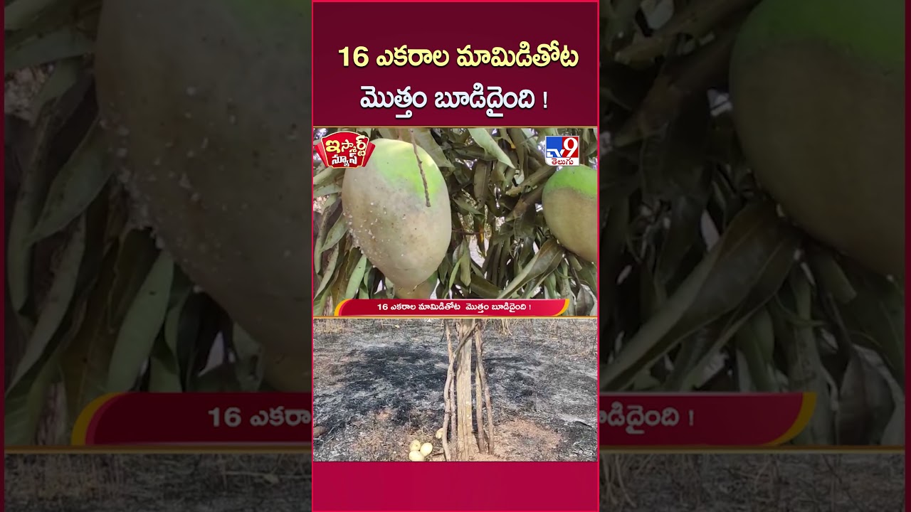 iSmart News : 16 ఎకరాల మామిడితోట  మొత్తం బూడిదైంది !  | Mahabubabad Mango Farm Fire Tragedy - TV9