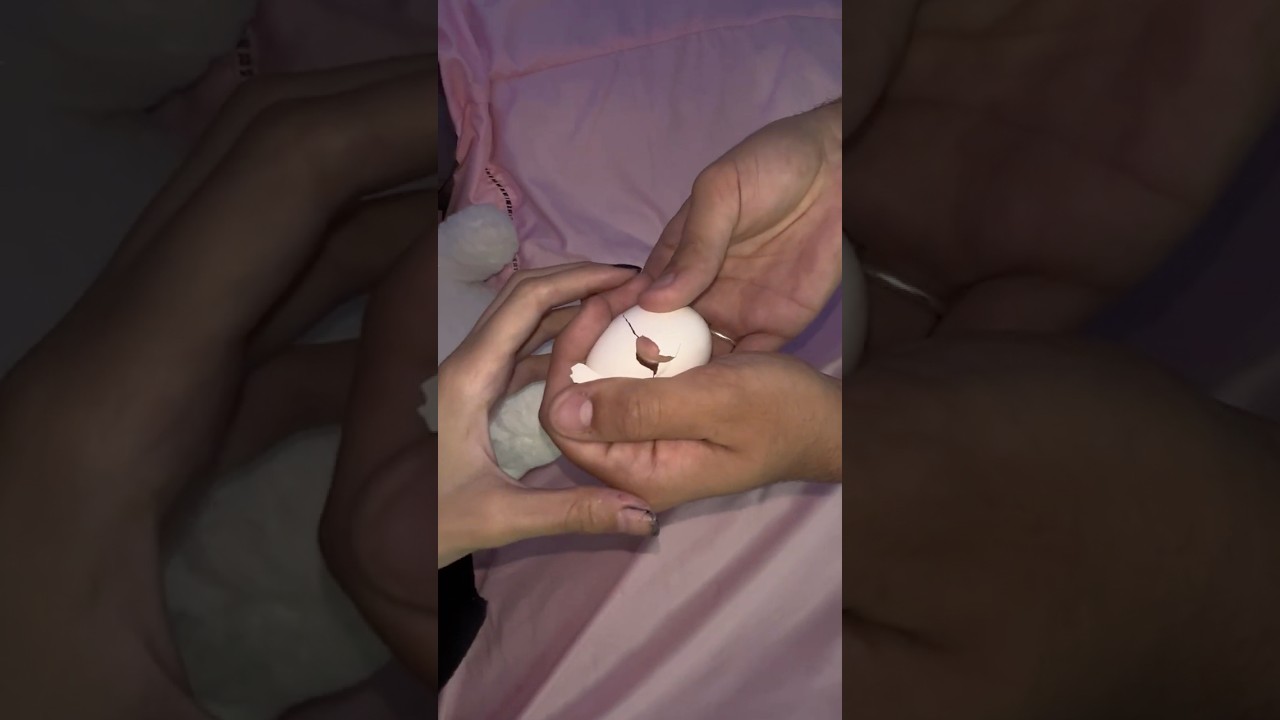 A POMBA BOTOU UM OVO?! 🕊️🥚