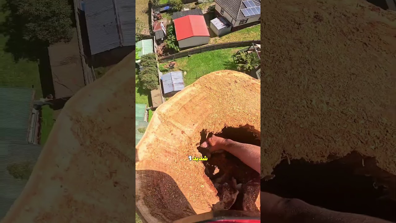 لماذا توقف عن قطع الشجرة فجأة؟