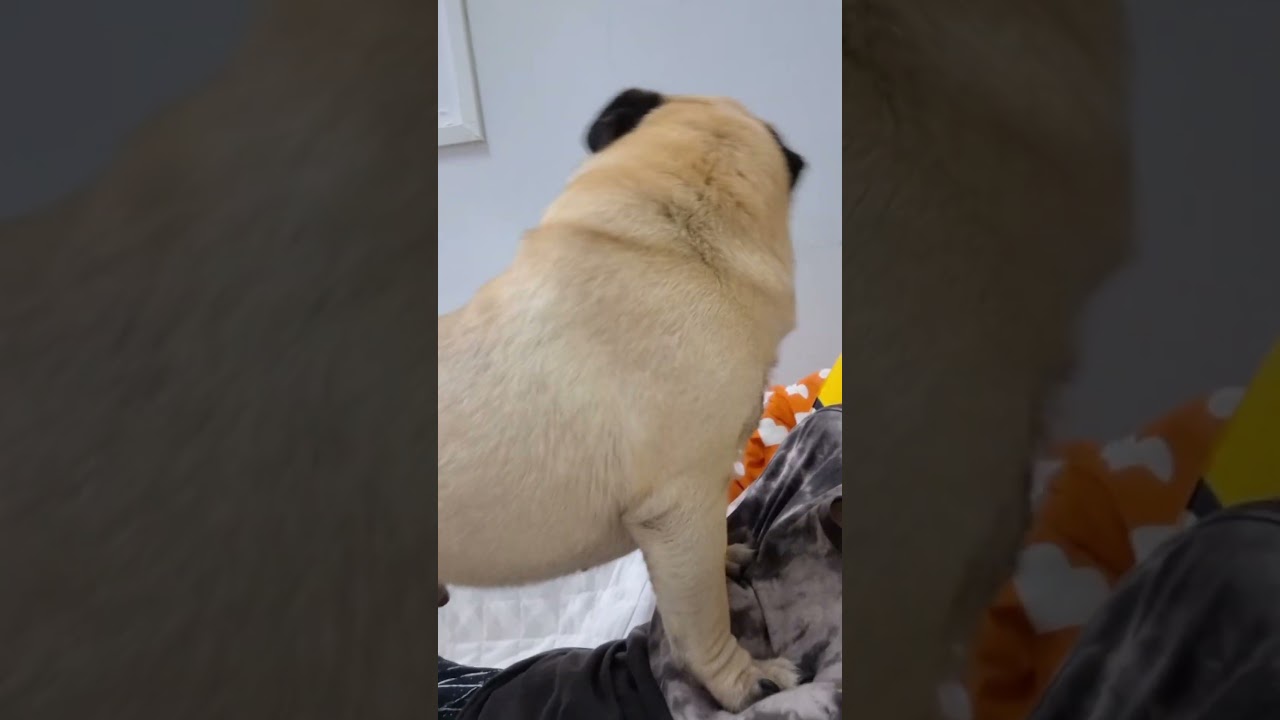 🐕‍🦺😍หมาอเมริกันบลูลี่ เฟรนลี่ ขี้เล่น ติ๊งต๊อง ,dog,dogsofinstagram,puppy,dogs,love,cute#Shortvideos