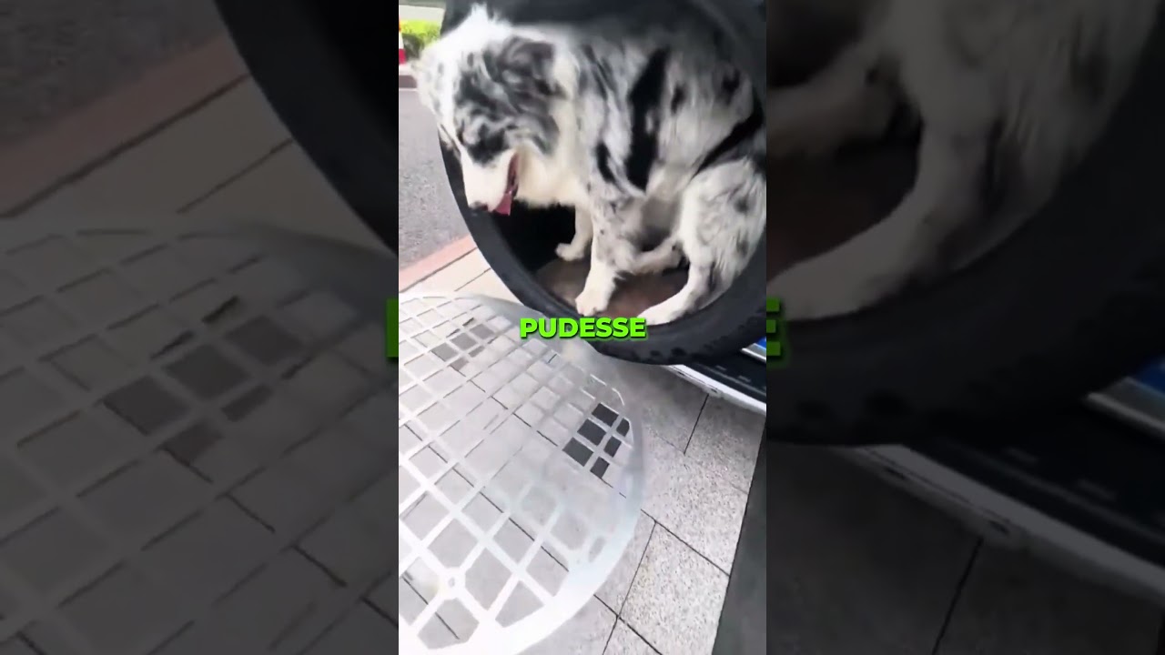 Esse Cachorro Odeia Carro, Então... 🤯