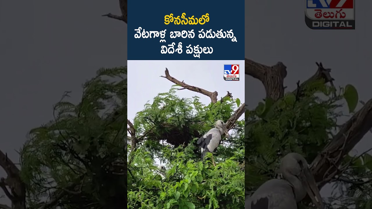 కోనసీమలో వేటగాళ్ల బారిన పడుతున్న విదేశీ పక్షులు - TV9