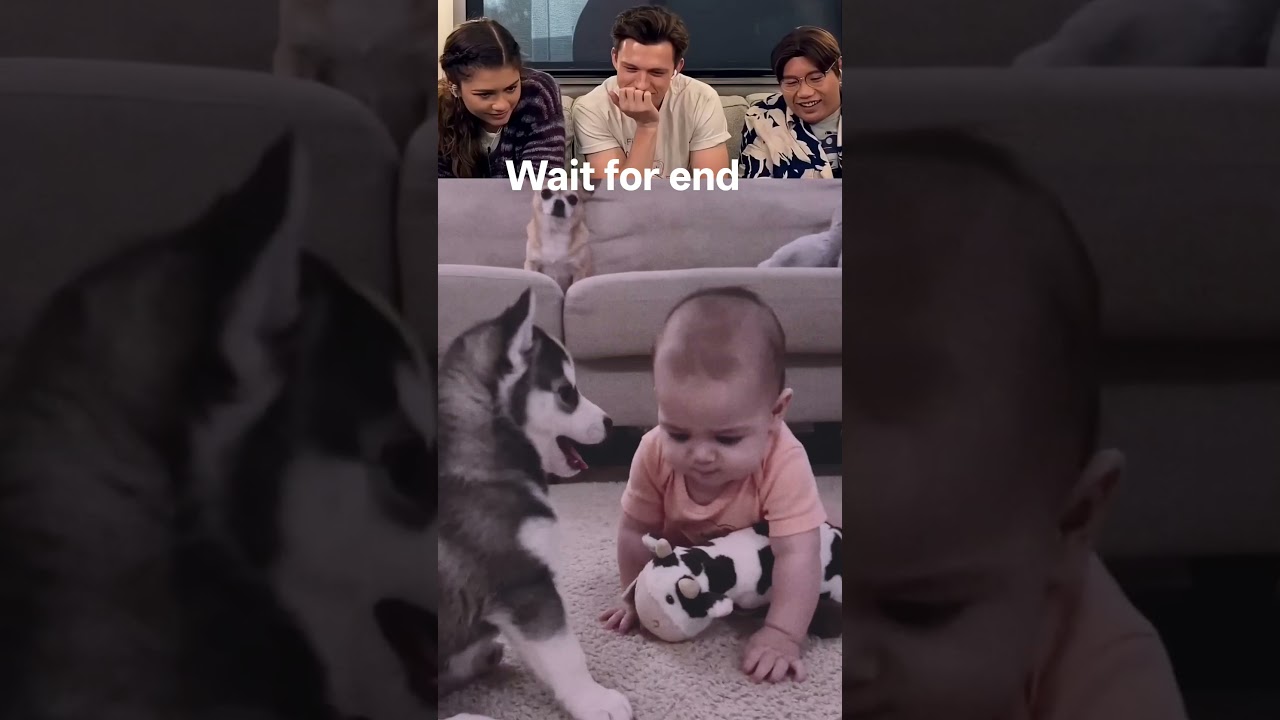 The Husky Barked... Baby Couldn't Believe It! 🤣🐶 #funny #cute #petshub