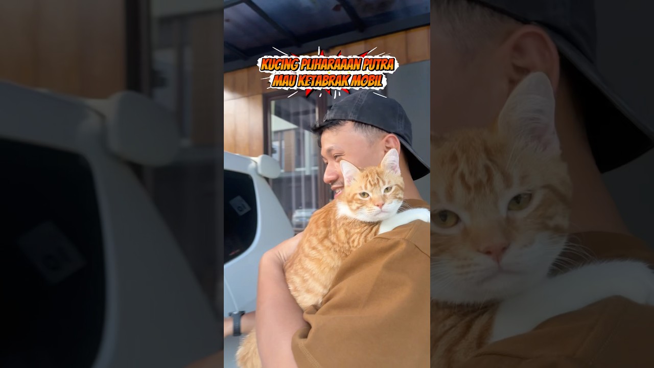 Mau bawa kucing putra ke dokter