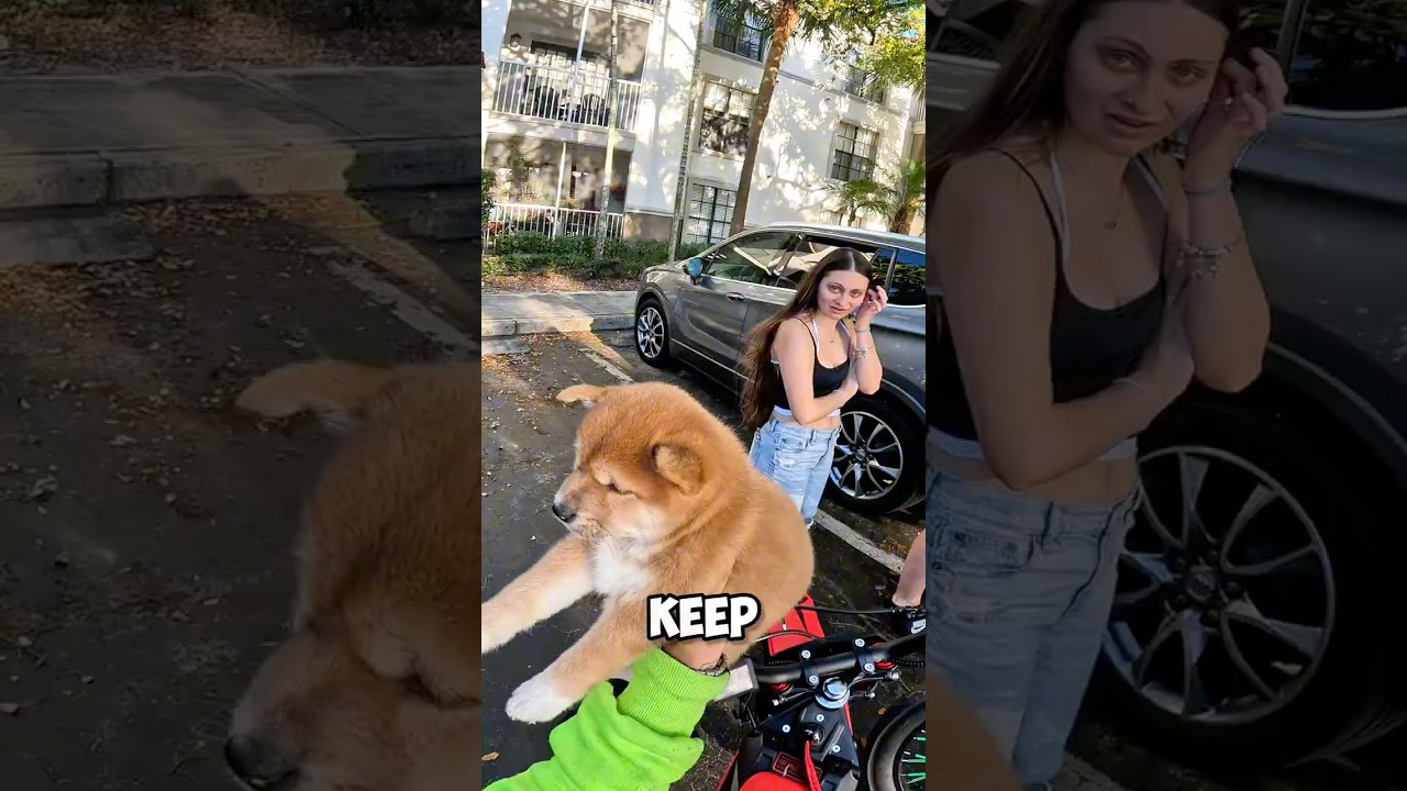 FREE SHIBA INU?! Found This on the Street… 😳🐕 #shorts