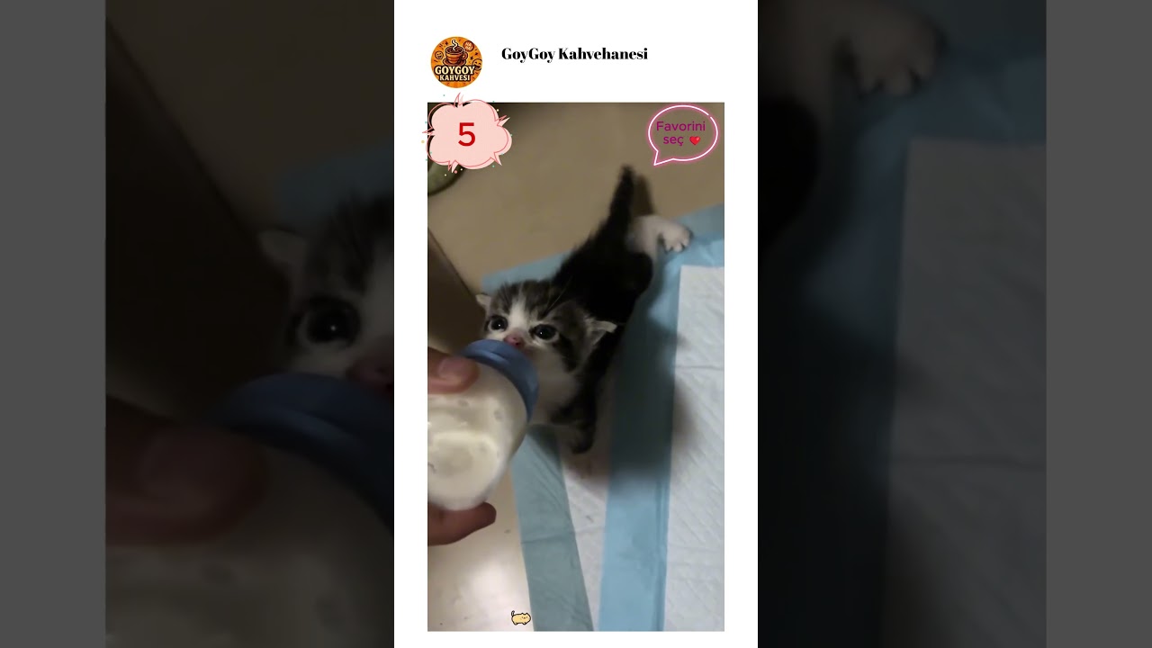 Süt içen yavru kediler 😻❤️
