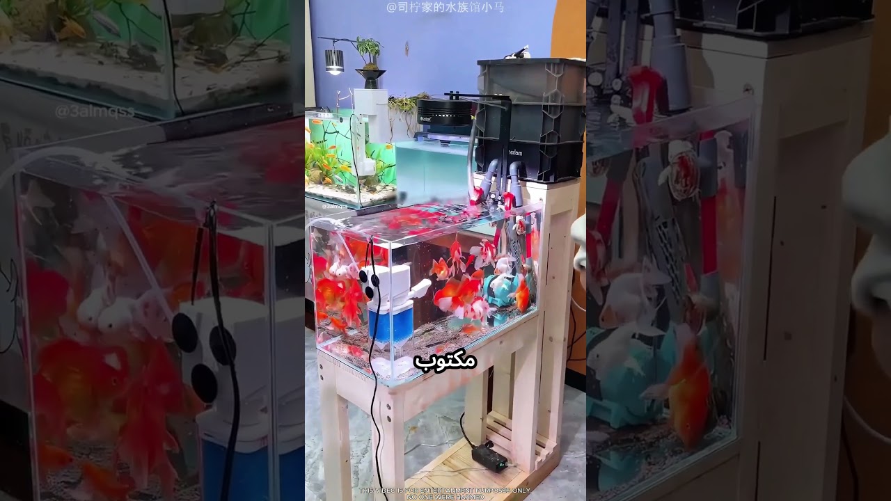 بينضف حوض السمك بطريقة مميزة #viral