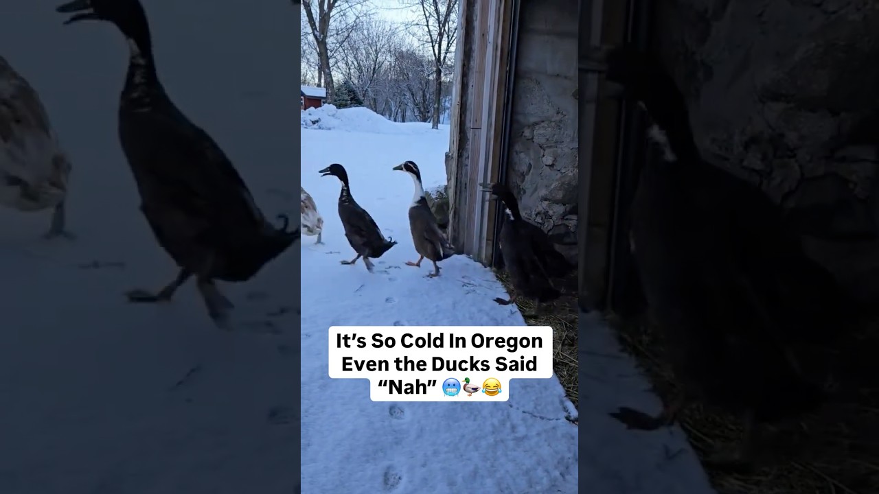It’s So Cold Even the Ducks Said “Nah” 🥶🦆😂 | Winter Is Out of Control - Published by NYC Weekly Rooms | #1 Renters Network 🔑