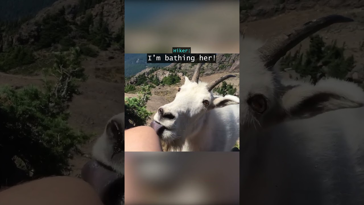 When a Mountain Goat Greets a Hiker at the Top of a Mountain...