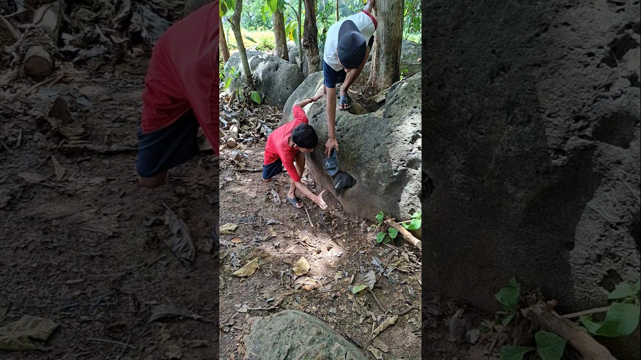 megambil ayam motiyara bersarang di lupang patu #animal #naturis