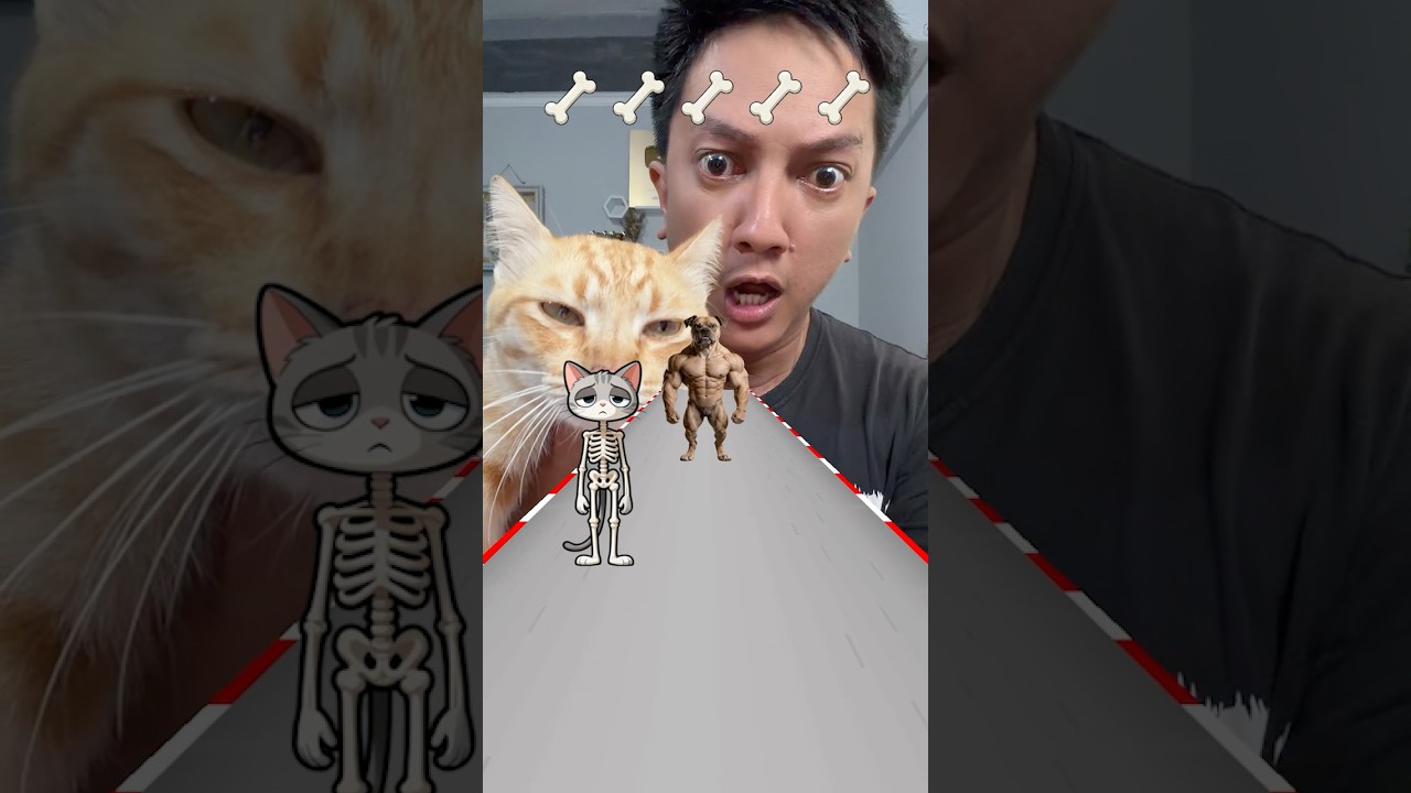Kucing Garong Melawan Anjing Berotot
