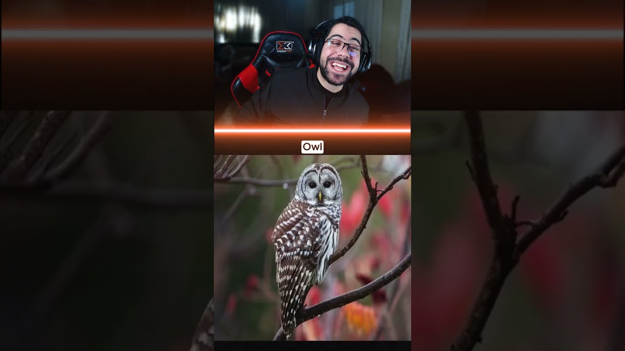 الحيوانات بدون فرو شكلها بضحك 😂