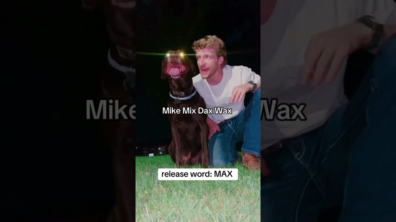 🐕Headlights activated