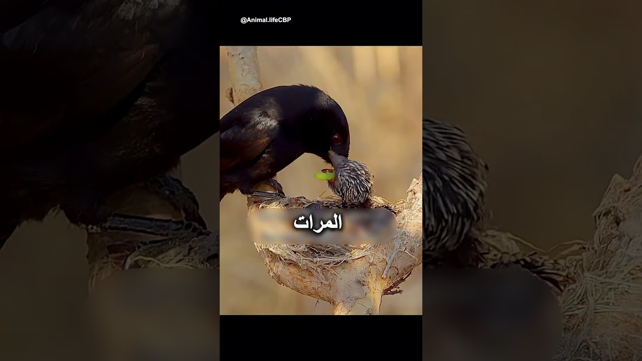 أمٌّ ربّت قاتلًا داخل عشها دون أن تدري! 🐦😳