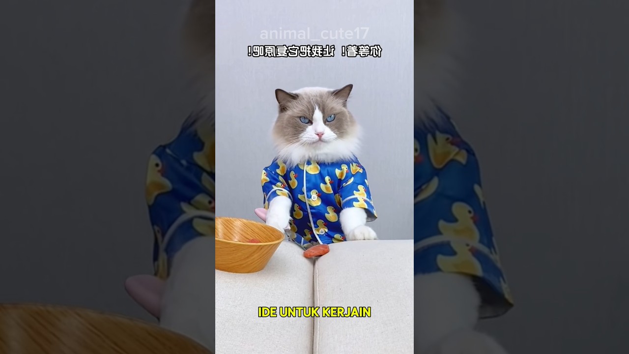 Kucing pintar ini kerjain Babu nya yang jorok #shorts #kucing