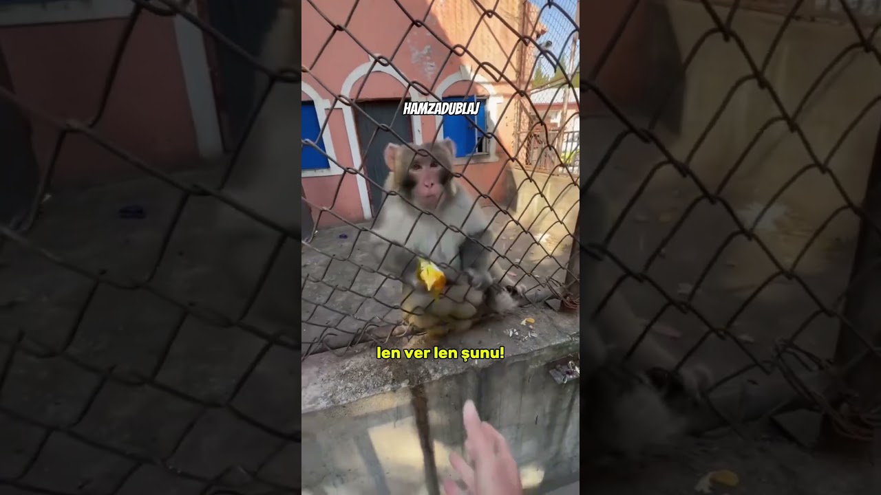 Bak Bak Aha Alırsın!