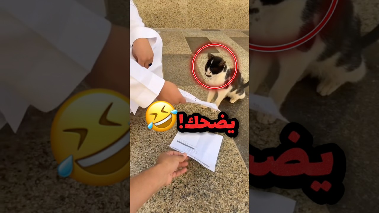 لقو قط يورونة السيفي حقهم عشان يتوظفون!! 😂😂 #youtubeshorts