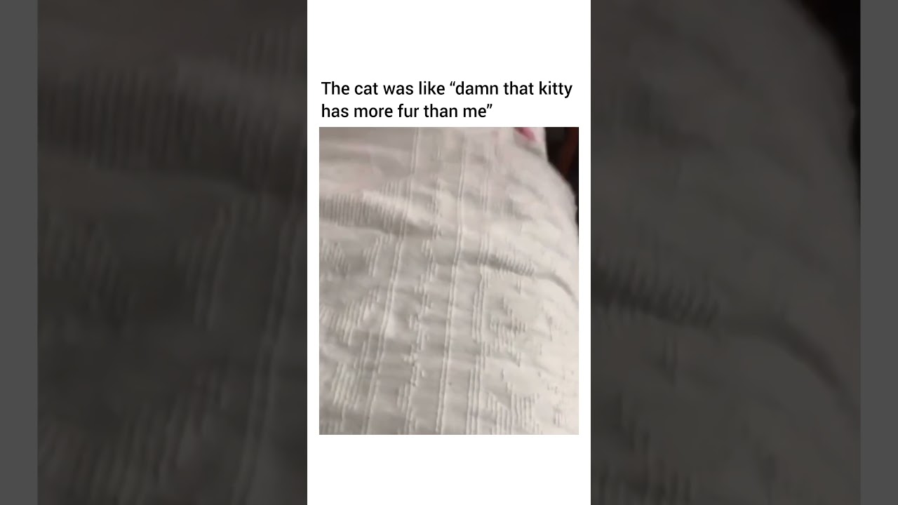 it's funnier because I'm pretty sure that's a blind cat