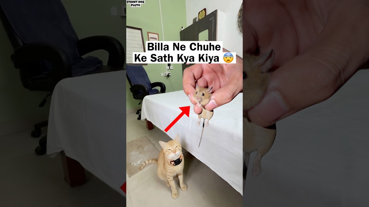 Billa Ne Chuhe ke Sath Kya Kiya 😨