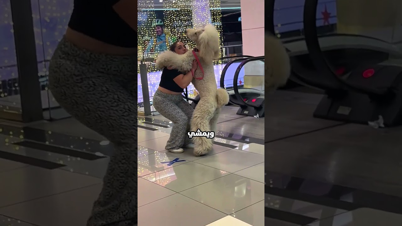 الكلب ده بيترعب من السلم الكهرباء.. شوفوا صاحبته عملت إيه! 😱🐶