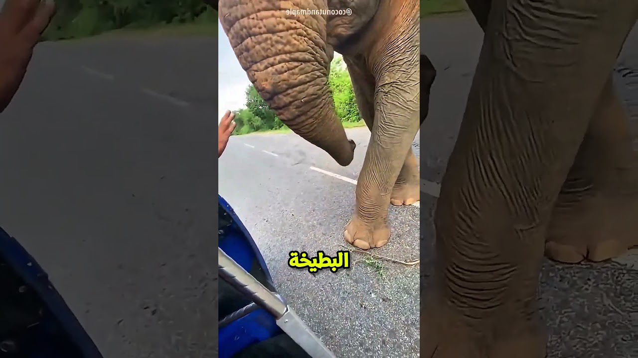 ولد طيب بيأكل فيل هو واولاده🥺🐘؟