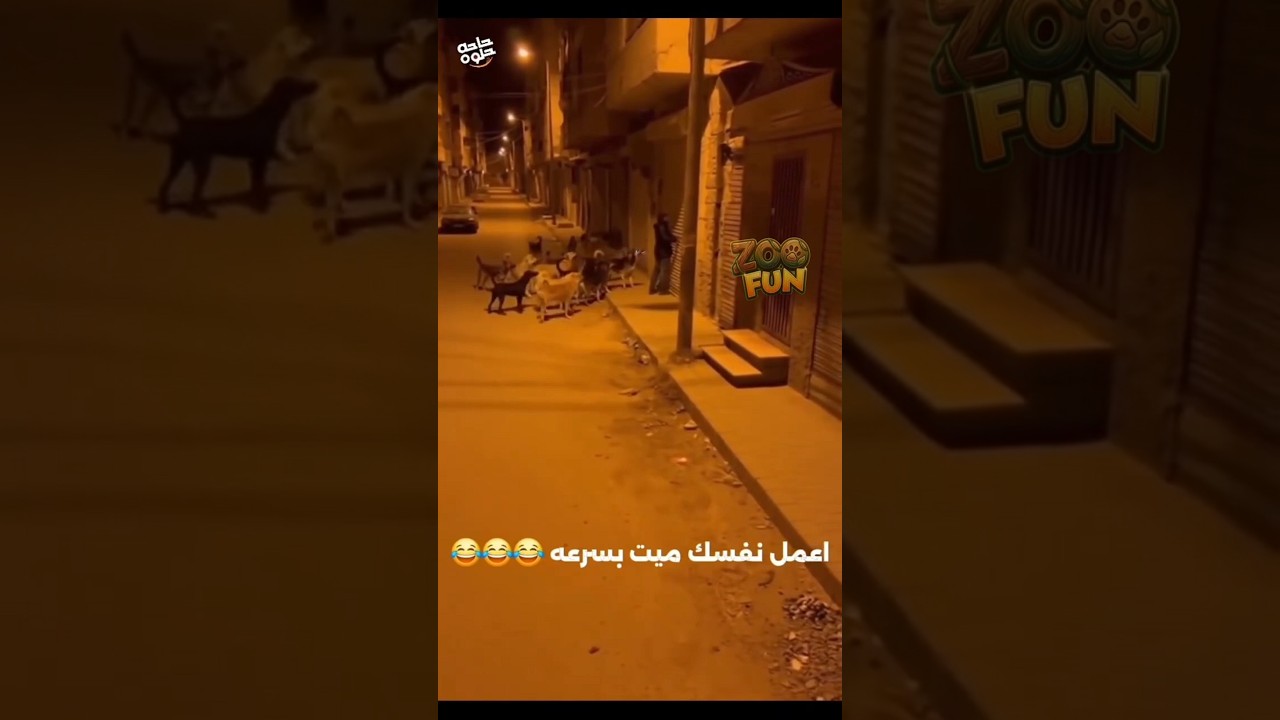 حق الكلاب لازم يرجع #ترند #zoofun  #explore #funny #react #foryou #youtubeshorts #cat