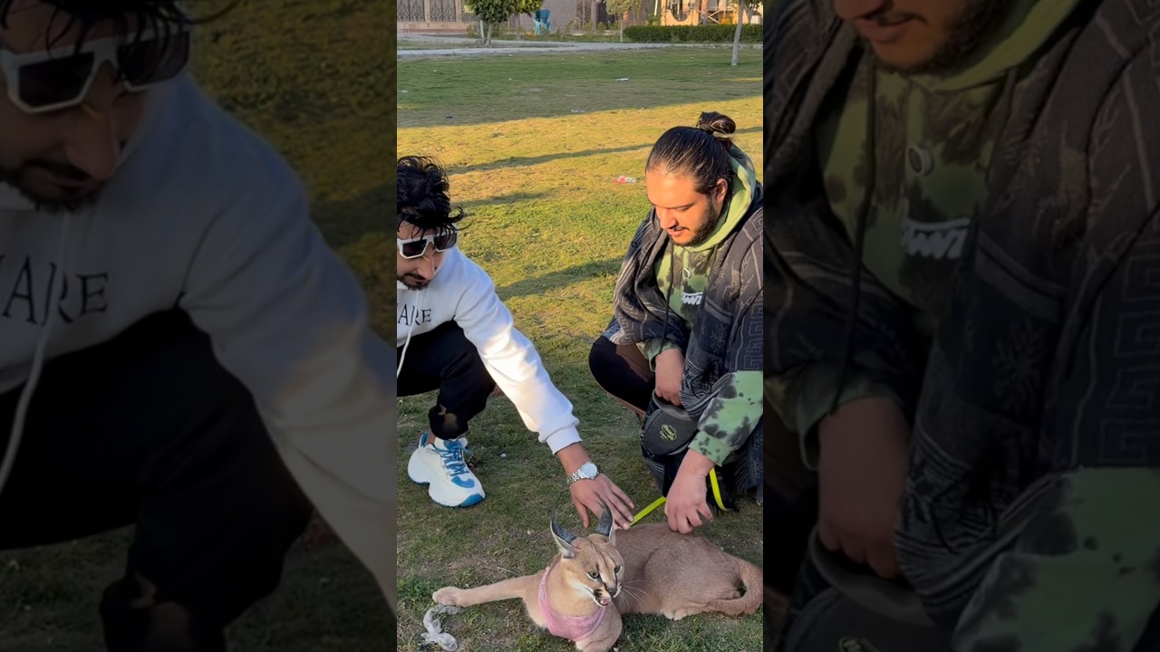 مقابله بين بولا والوشك المصري😱