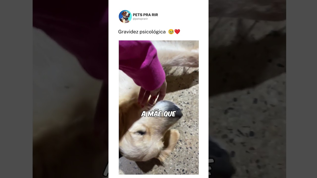Gravidez psicológica❤️🐶