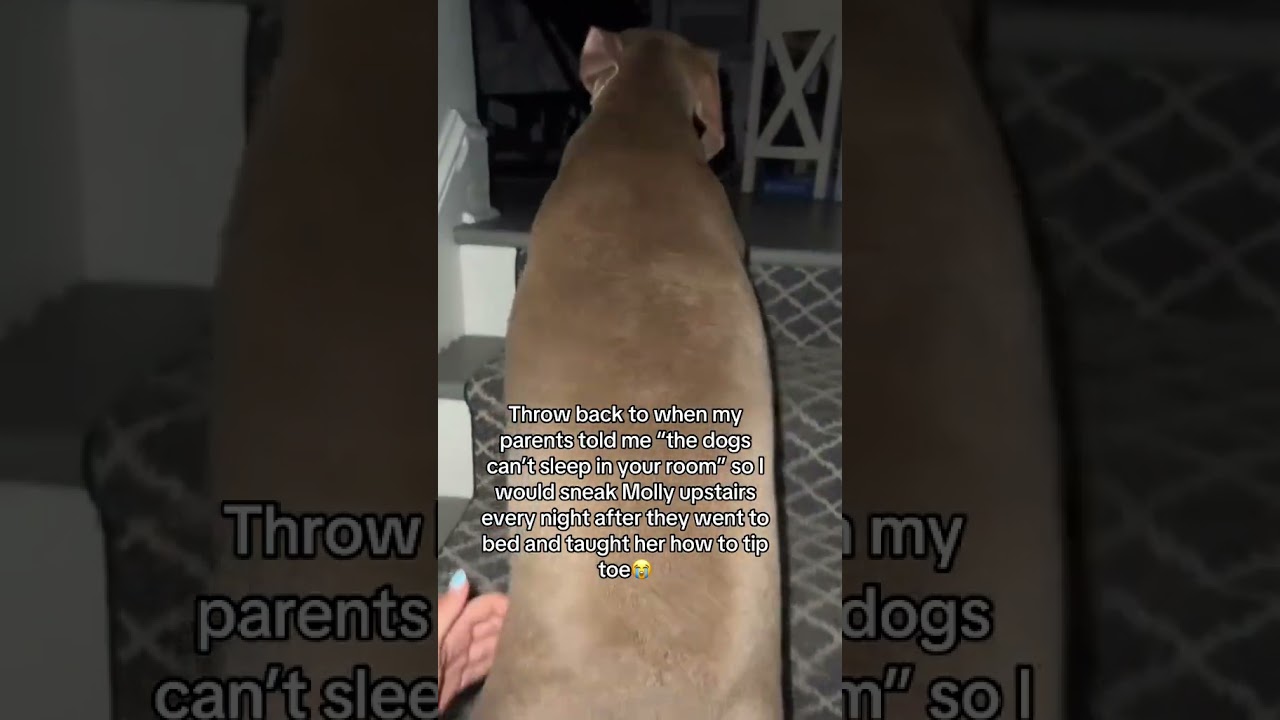 Dog tip toe