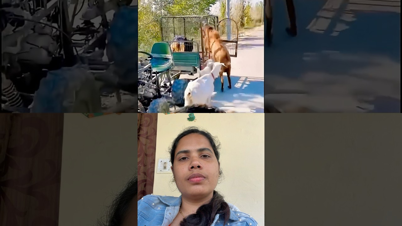 അവരെ മേയ്ക്കാൻ കൊണ്ടുപോയി,തിരിച്ചു കൂട്ടിൽ കേറ്റുന്ന വിരുതെന്മാർ #viralvideo #dog #trending #laaljor