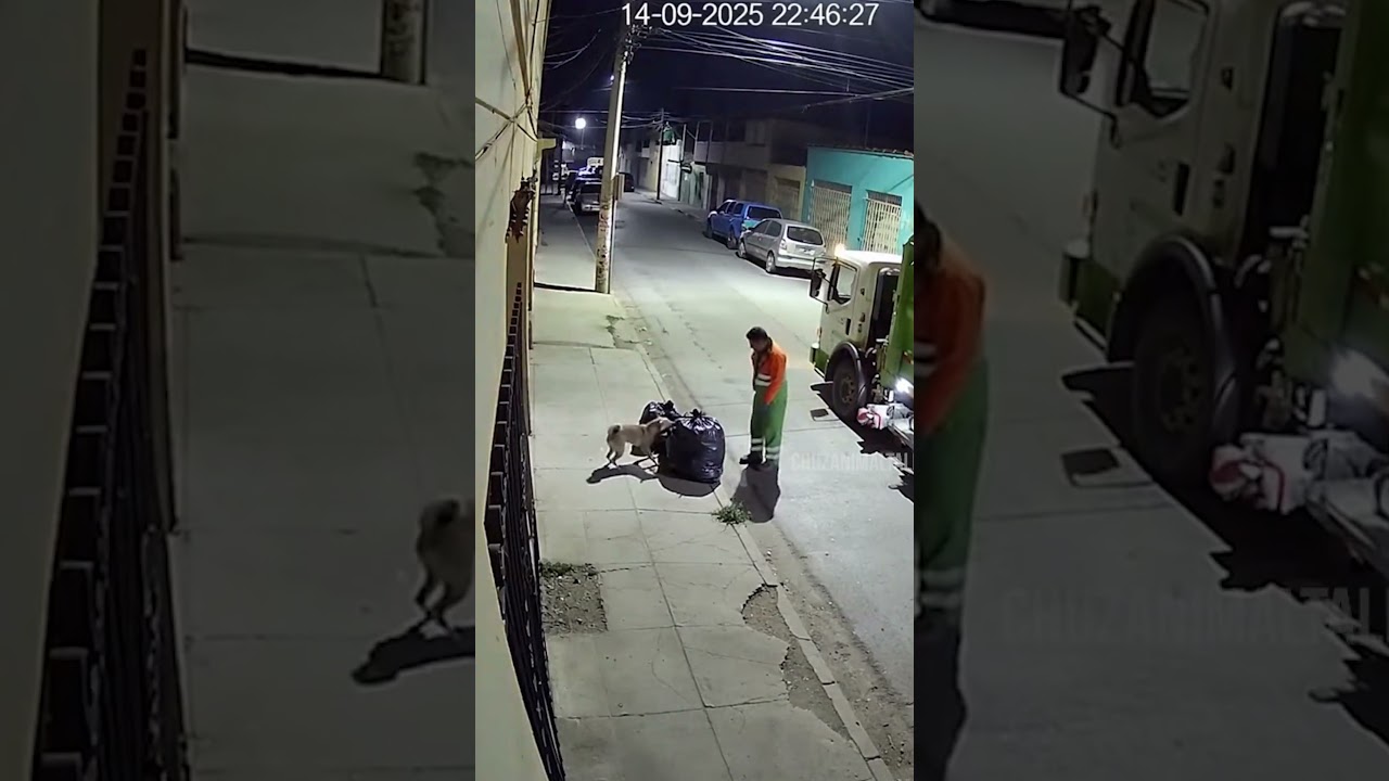 Perro pide ayuda a hombre para rescatar a cachorro en la basura