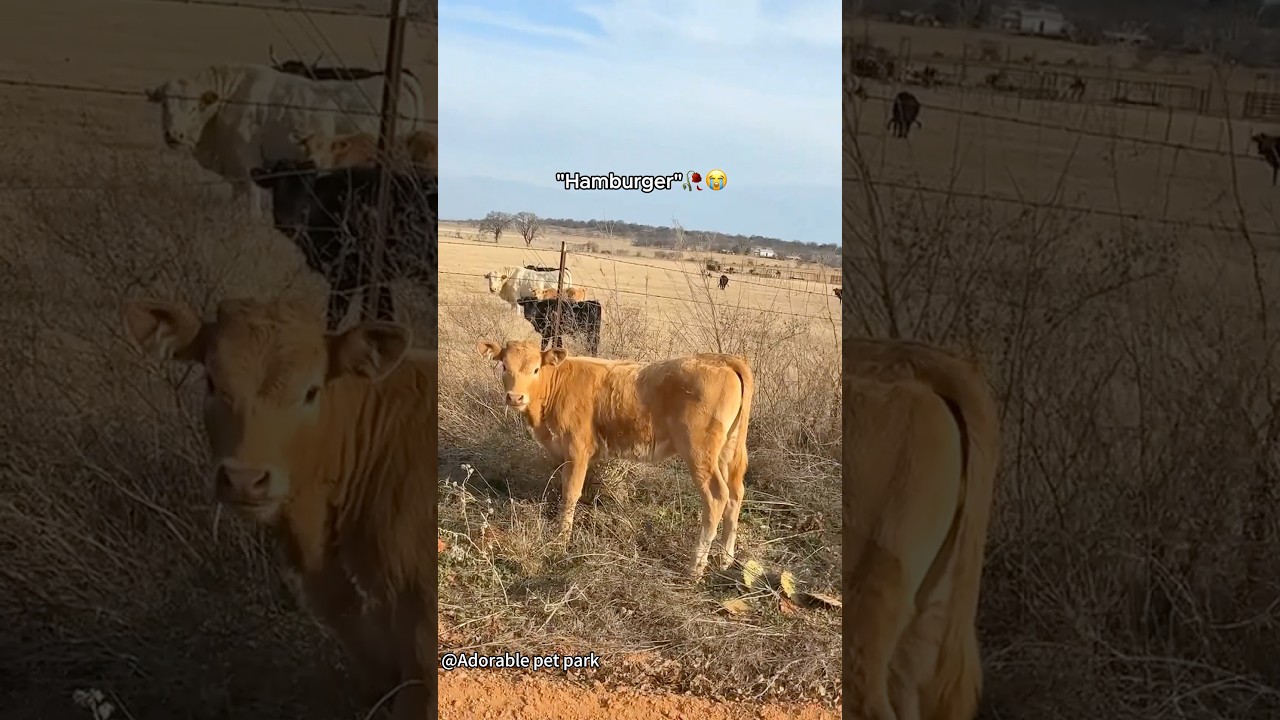 When the cow steals the spotlight 🐄✨#farm #cow #cowvideos #funny #animals #funnypet #funnyanimal