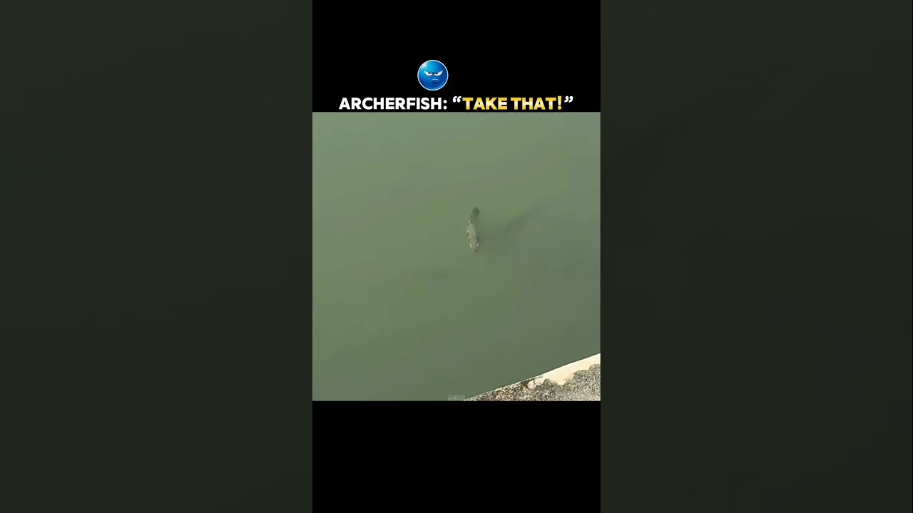 These Fish Were Fed Up With Humans… So They Did THIS! #trending #animals #wildlife #youtubeshorts