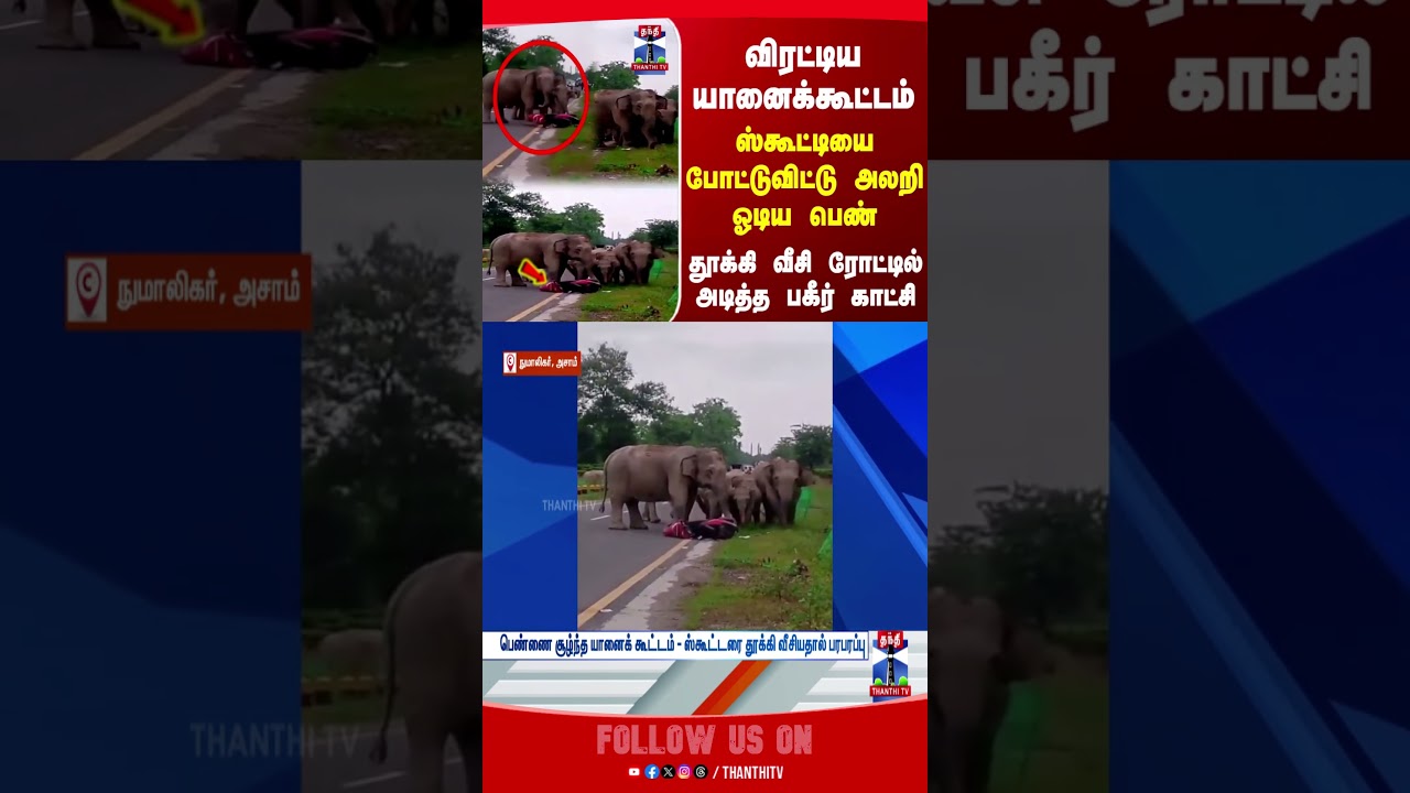 Wild Elephant | Scooty | Viral Video