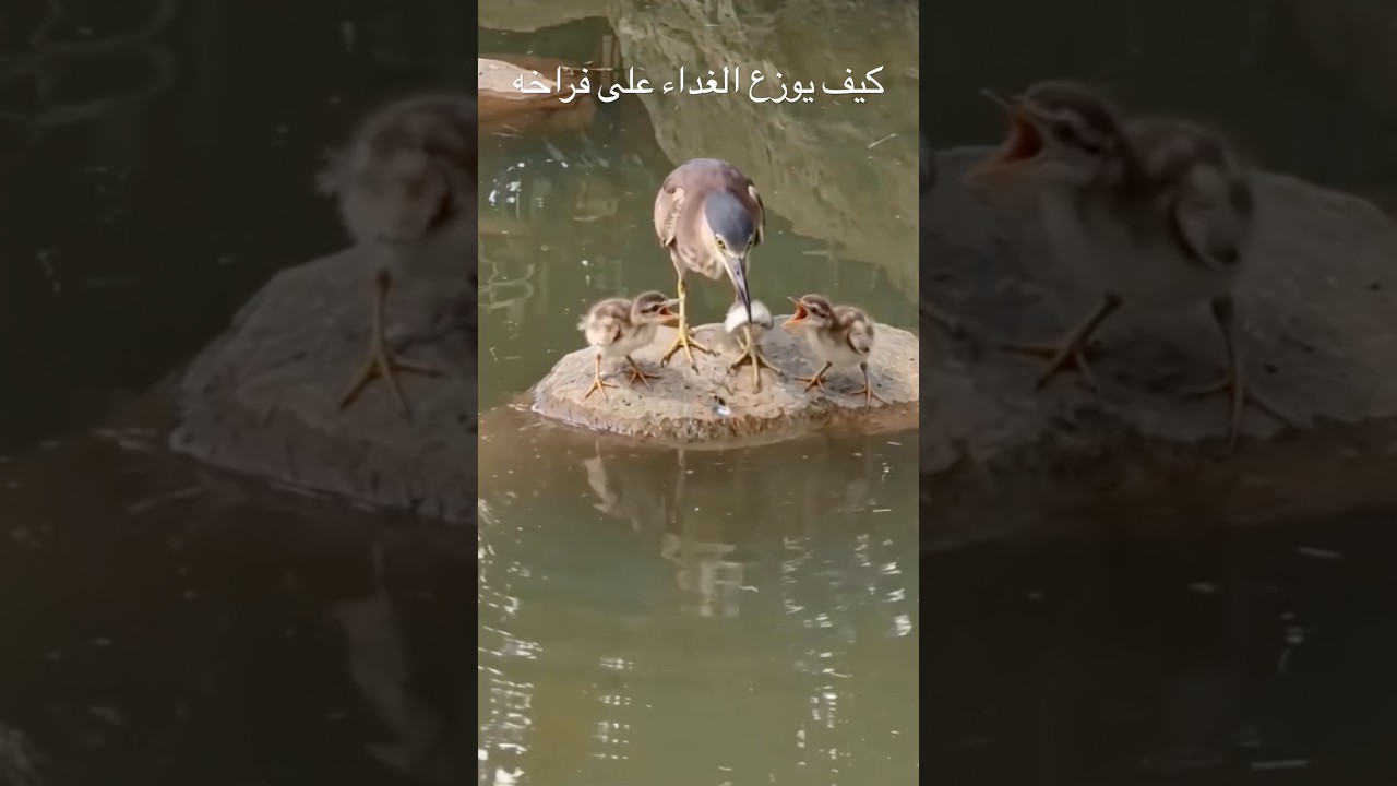 سبحان الله كيف يوزع هذا الطائر الغداء على صغاره؟ و بدون تعب يأتيهم أكلهم إلى حيث هم