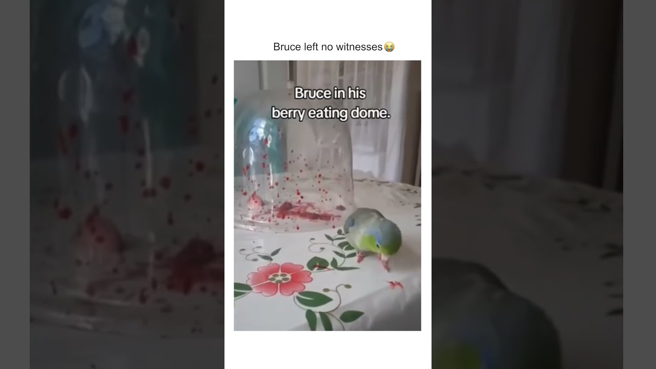 Bruce left no witnesses 😭
