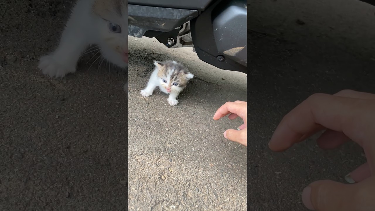 Rescue kitten with sakading kading #catvideos #kitten #cat #rescuecat #funny #kucing