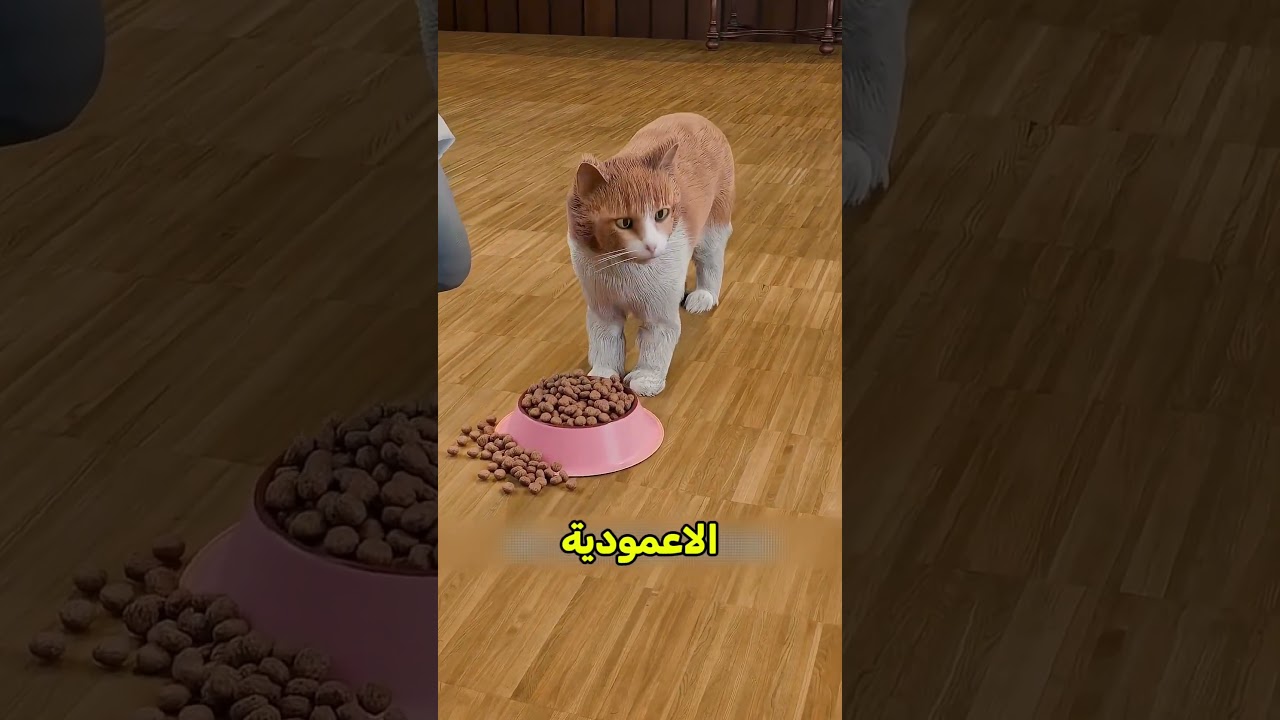 أخطر تجربة صارت على القطط😰#shortvideo