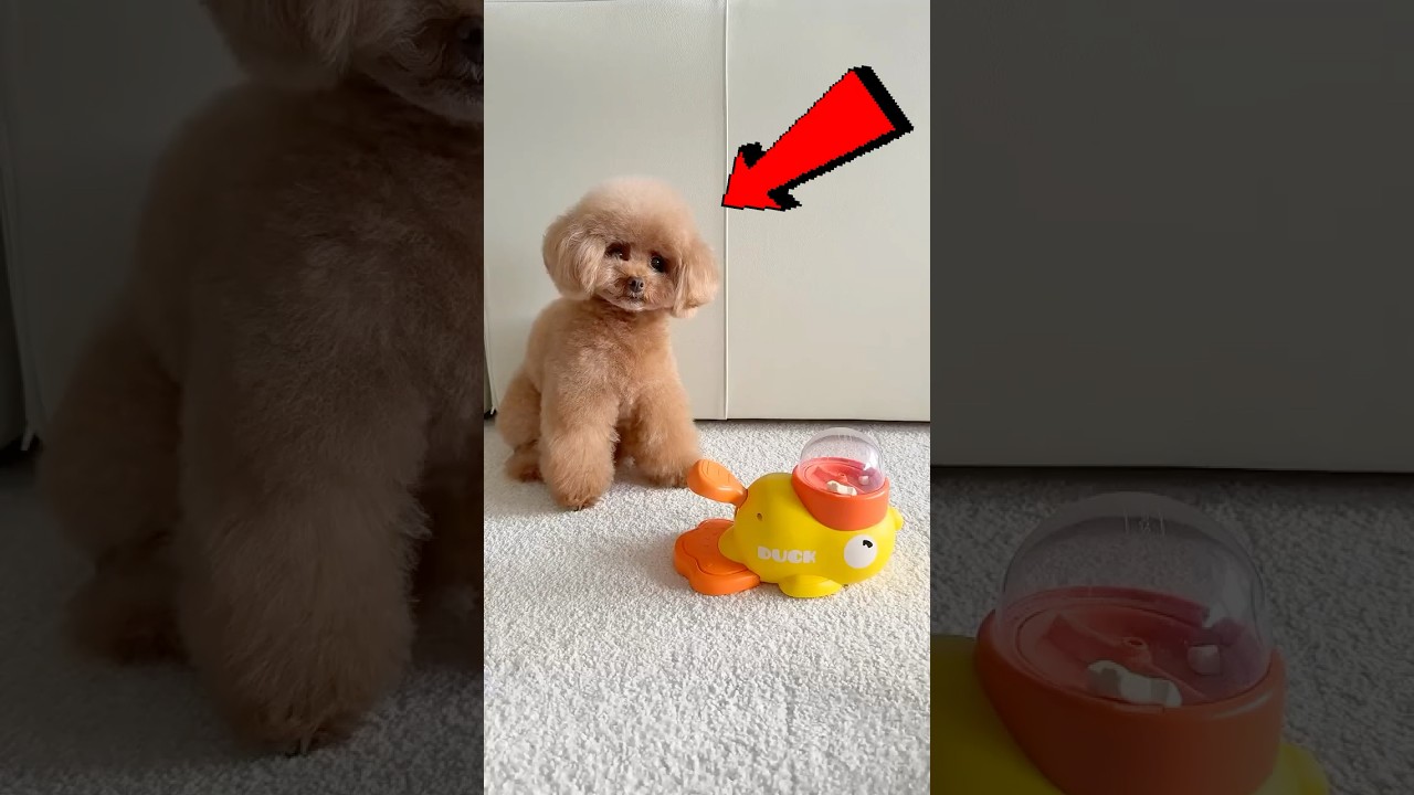 Esse cachorrinho é puro demais para este mundo 🐶🥰