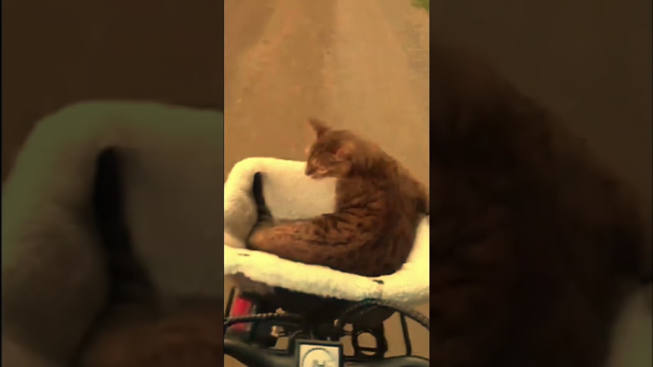 #ضحك #cat