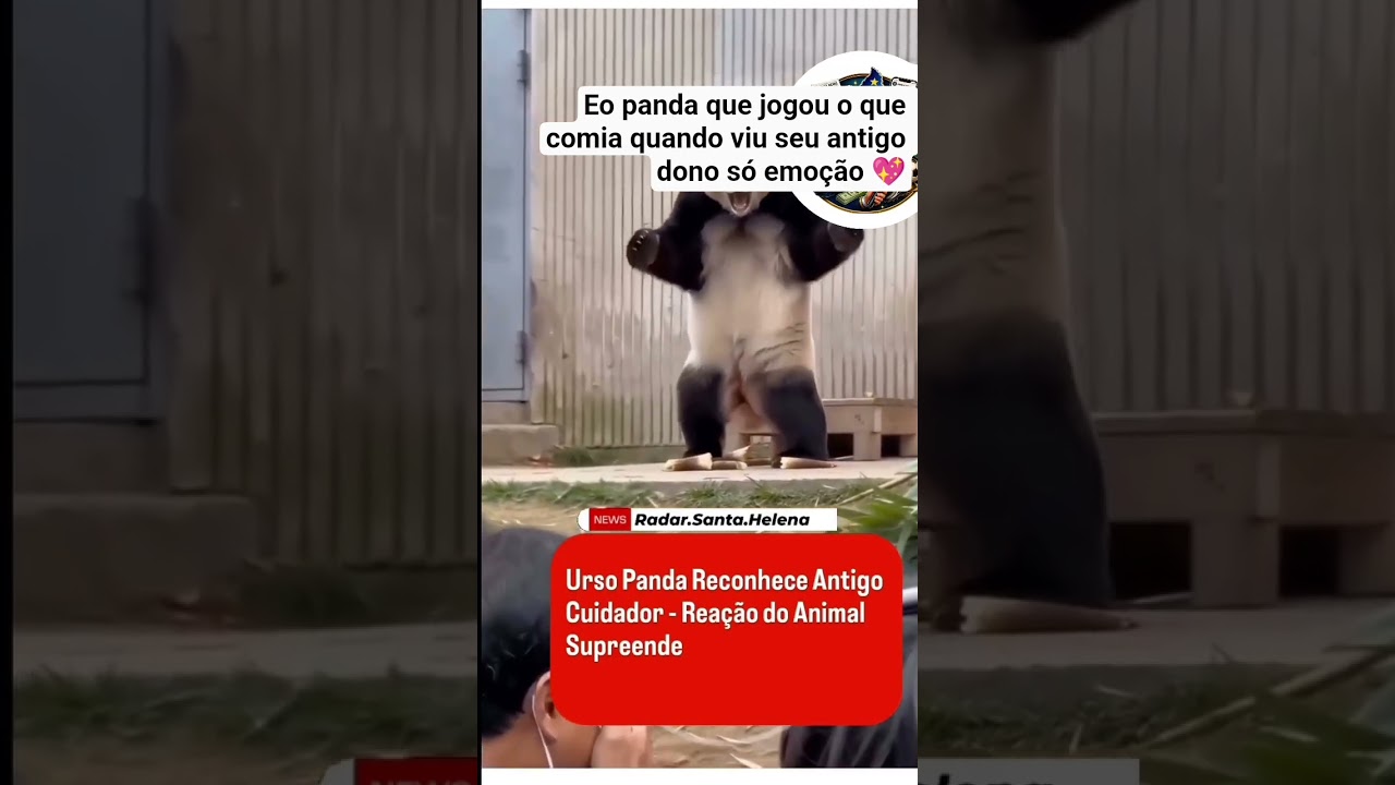Panda joga o que comia quando seu antigo dono chama