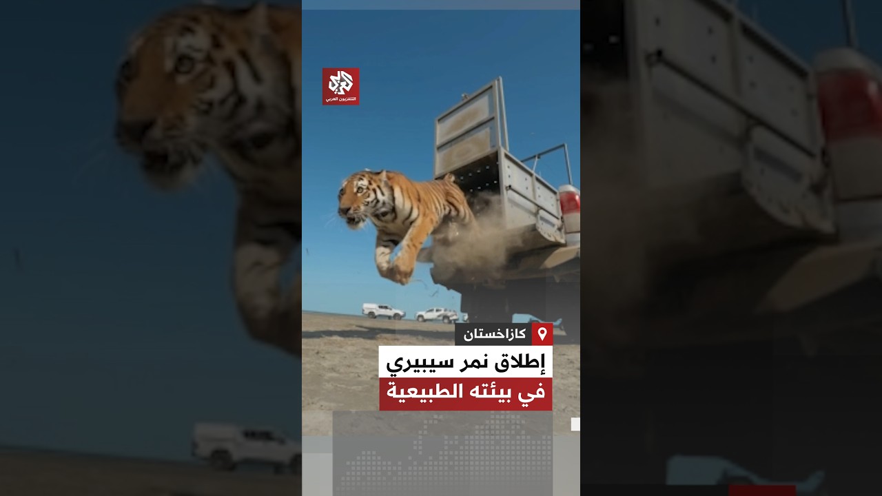 هدية من روسيا.. لحظة إطلاق نمر سيبيري ضخم في بيئته الطبيعية بمنطقة ألماتي