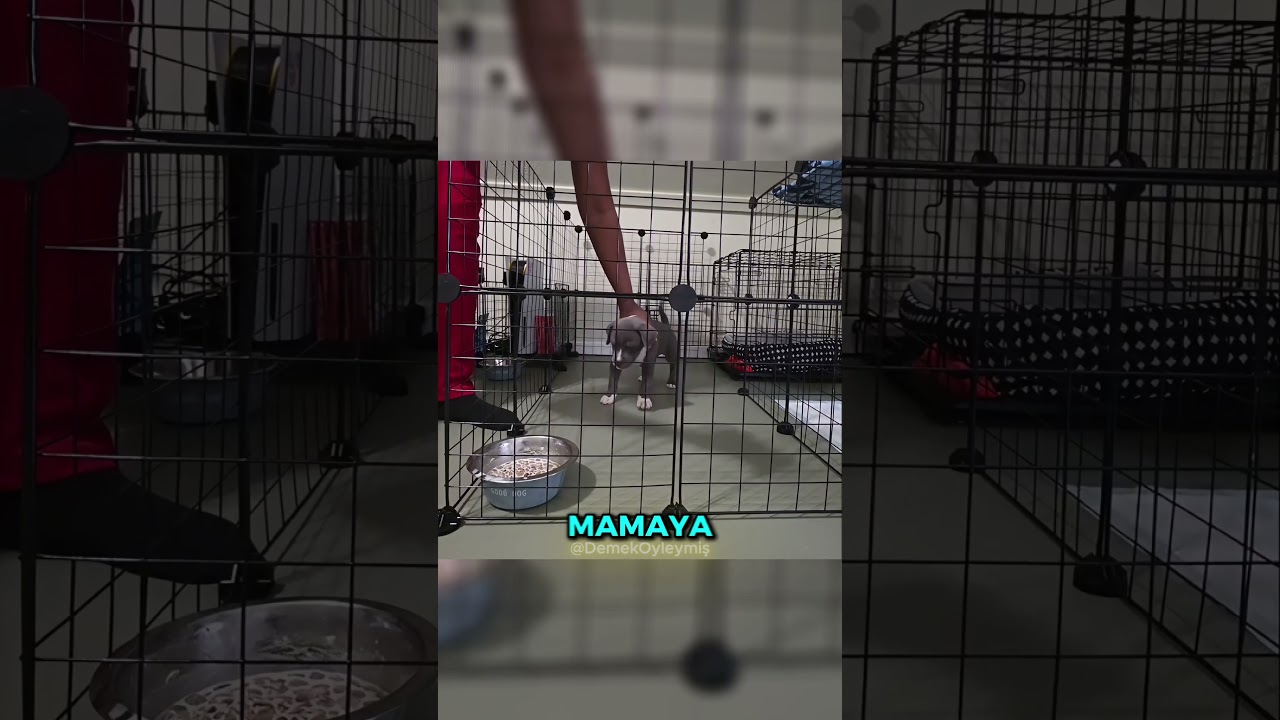 Yeni Bir Yavru Köpeği Eğitmek! 🤯