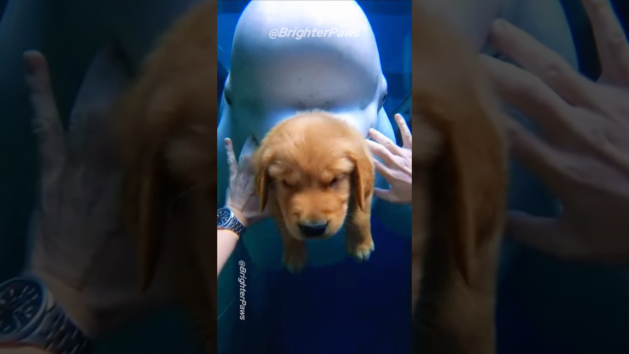 Dad Risks Life Dives into Aquarium For a Puppy!❤️ #animalrescue #puppy